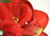 hippeastrum Ferrari ® (4)